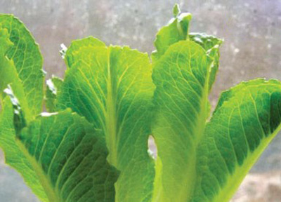 سبزیجاتی که می توانید پس از استفاده، آنها را دوباره سبز کنید سبزیجاتی که می توانید پس از استفاده، آنها را دوباره سبز کنید