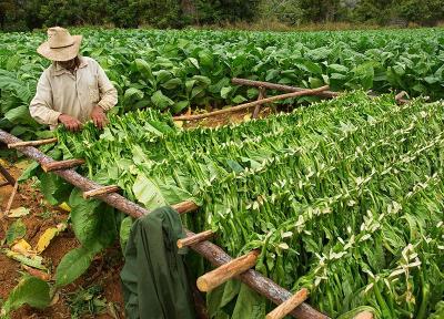 سیگار برگ کوبا: سفری در تاریخ و هنر پادشاه سیگارها سیگار برگ کوبا: سفری در تاریخ و هنر پادشاه سیگارها