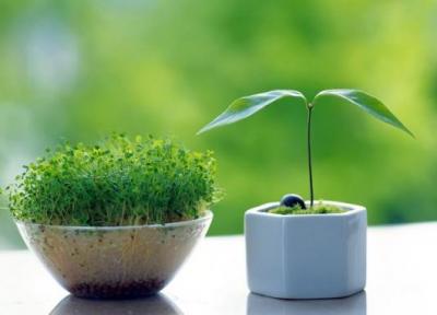 راهنمای کامل کاشت سبزه عید نوروز در خانه با انواع بذرها راهنمای کامل کاشت سبزه عید نوروز در خانه با انواع بذرها